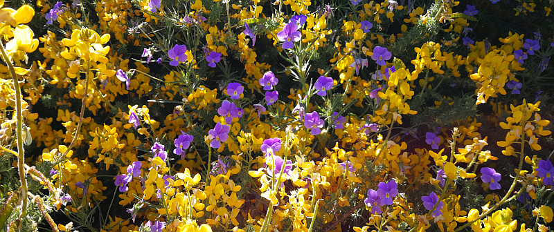 gelbe und blau-violette Blüten stehen dicht gedrängt
