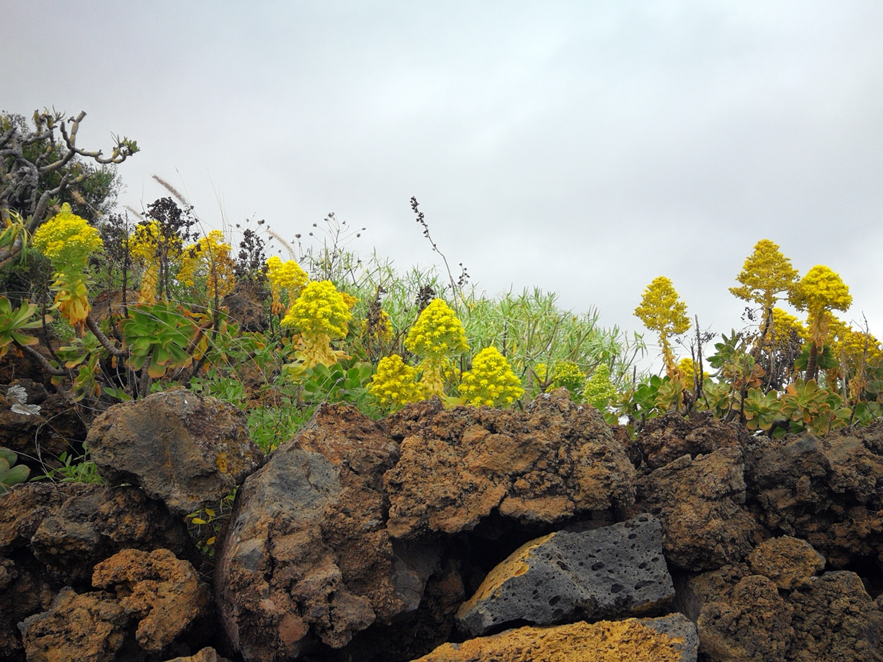 gelb-bluehendes-baum-aeonium-dickblatt-bejeque-insel-la-palma