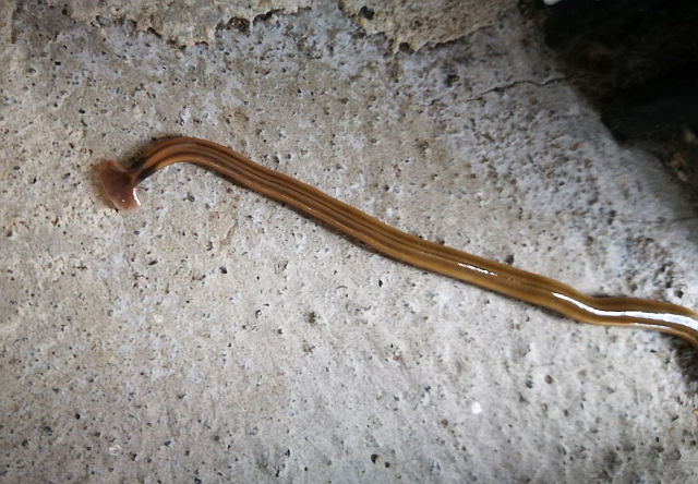 hellbrauner Wurm mit dunklen Seitenstreifen und einem Kopf in Form eines Hammerhaies