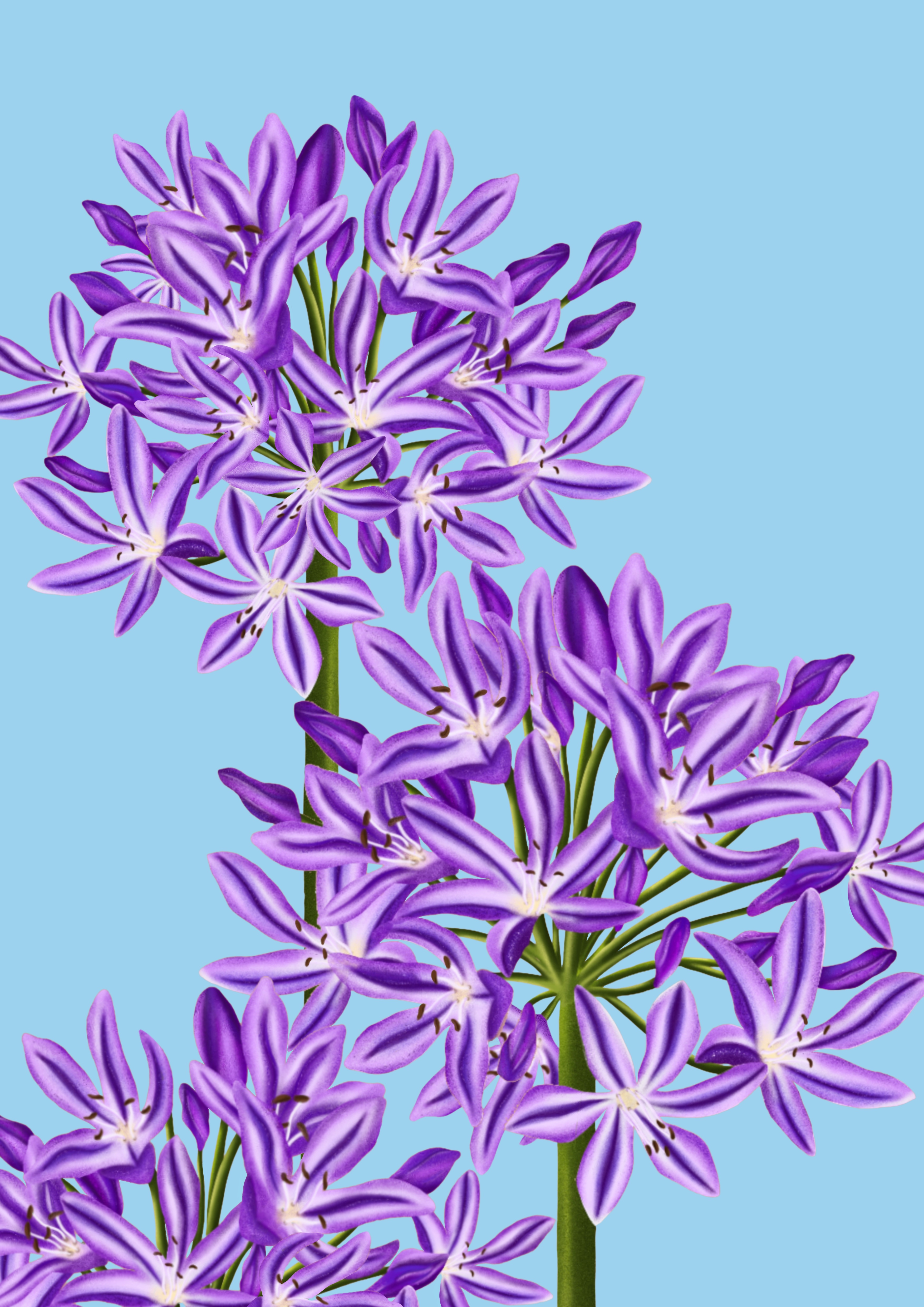 "Lily Blue" Art by Monrau