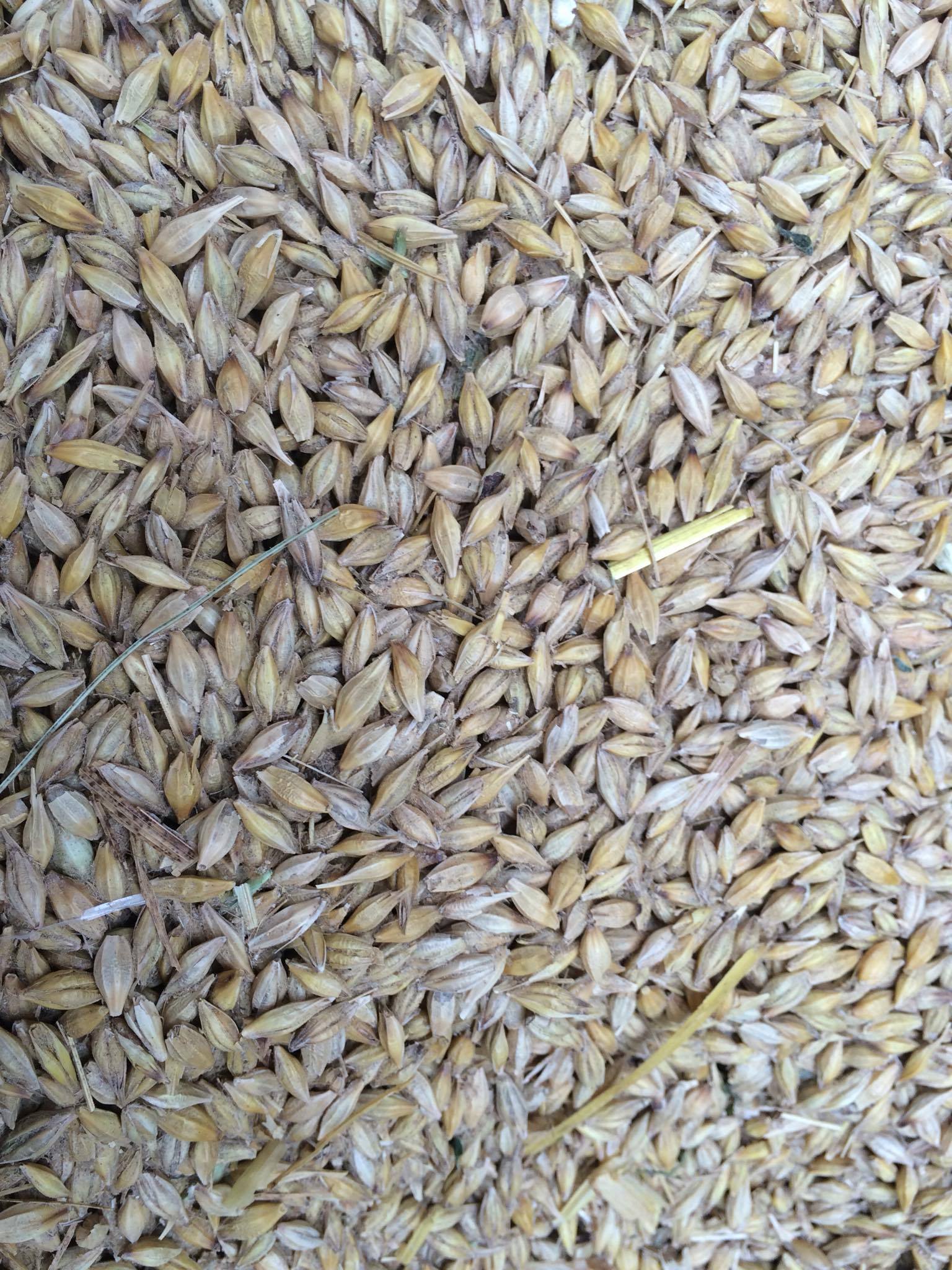 grains d'orge