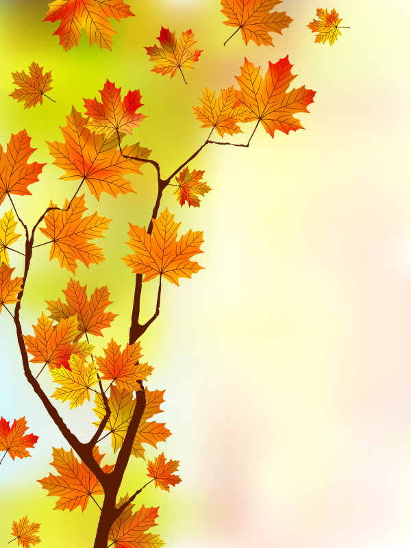 紅葉した楓の背景 beautiful maple leaf background