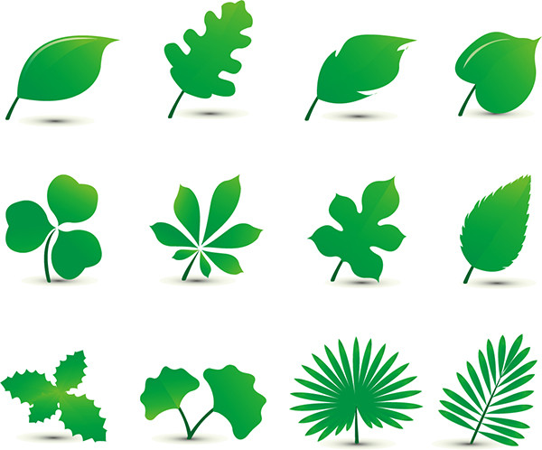 自然植物の緑の葉 nature plant green leaf set