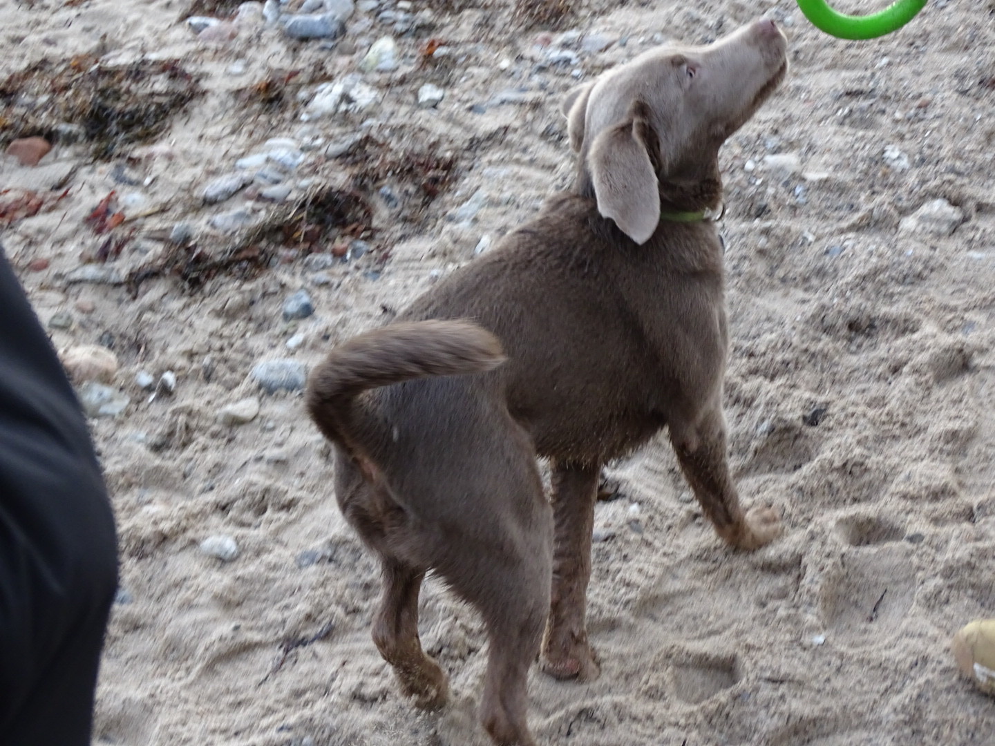 Unser Nachwuchs im neuen zu Hause Labradorzucht Schaumburg