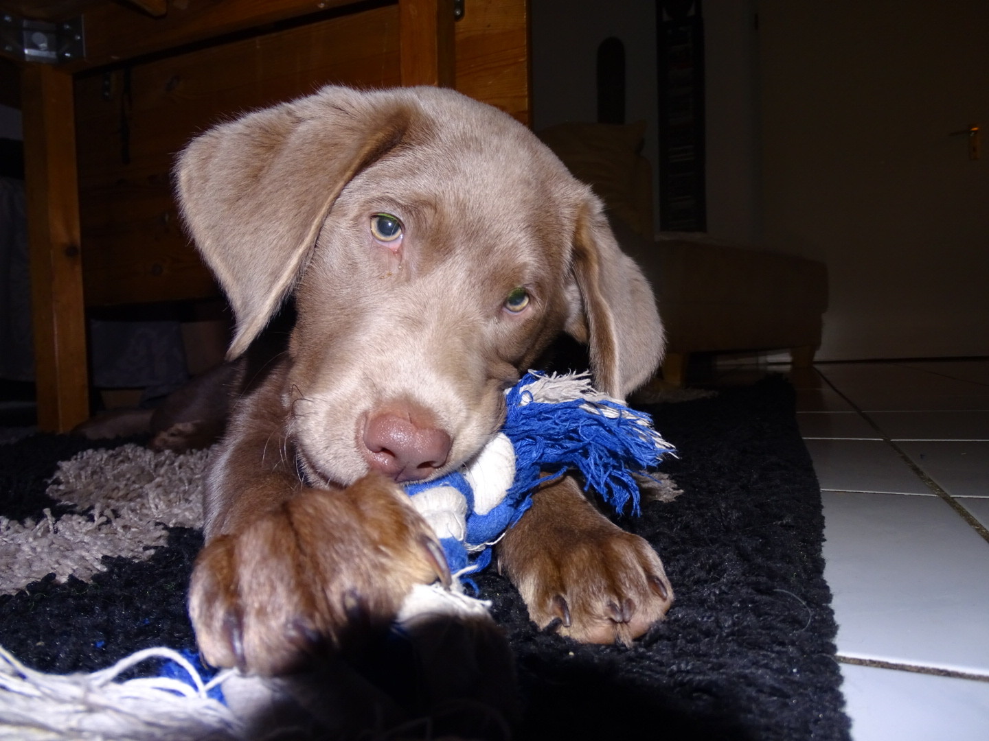 Unser Nachwuchs im neuen zu Hause Labradorzucht Schaumburg