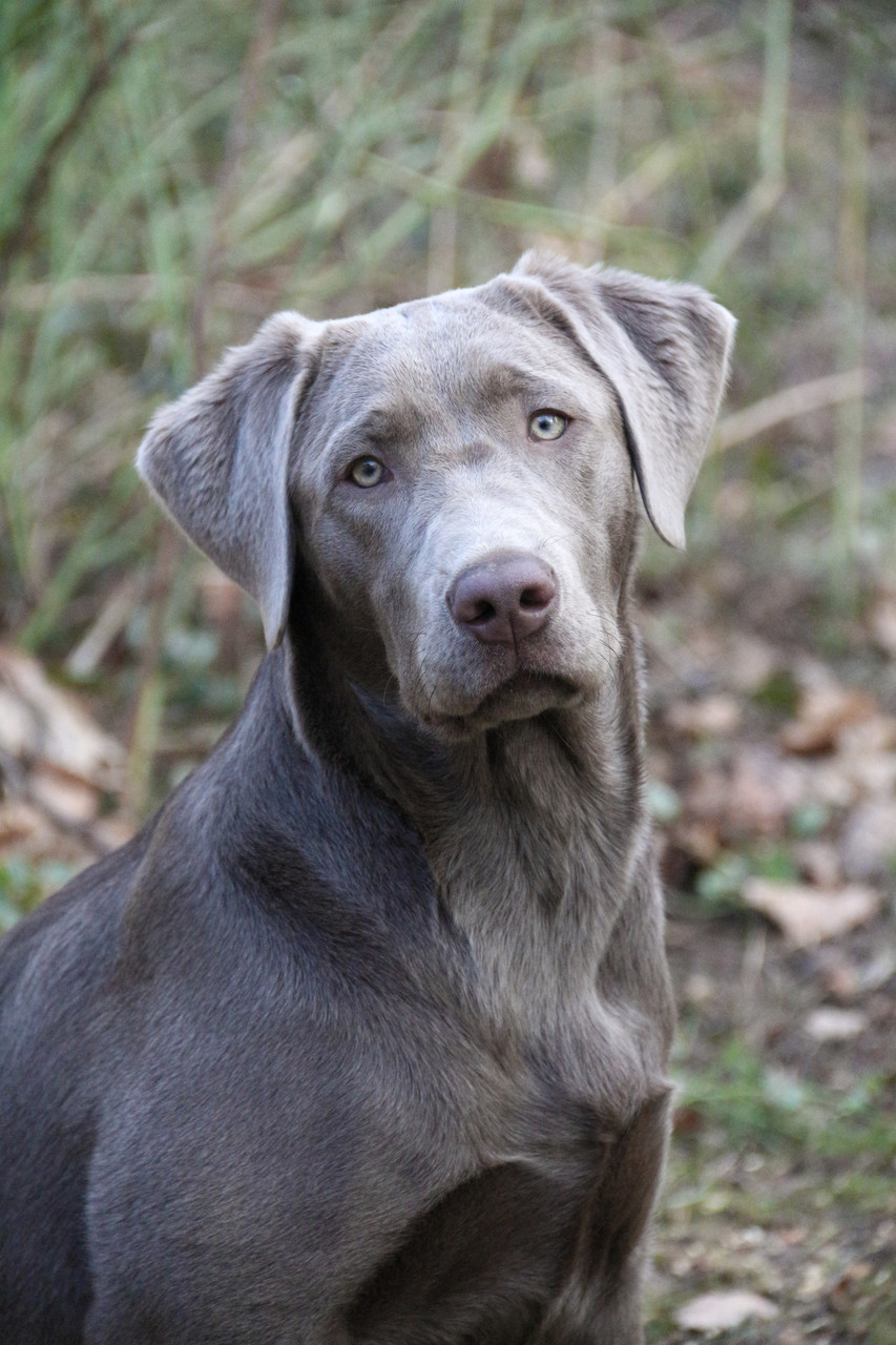 Lotti mit knapp 6 Monaten. Man könnte meinen, das ist Lou! 