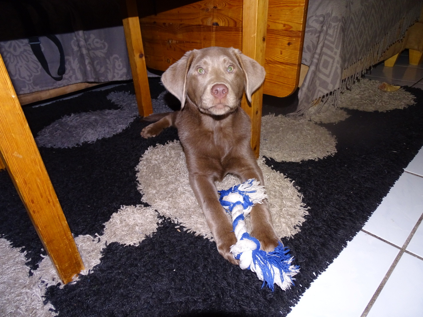 Unser Nachwuchs im neuen zu Hause Labradorzucht Schaumburg