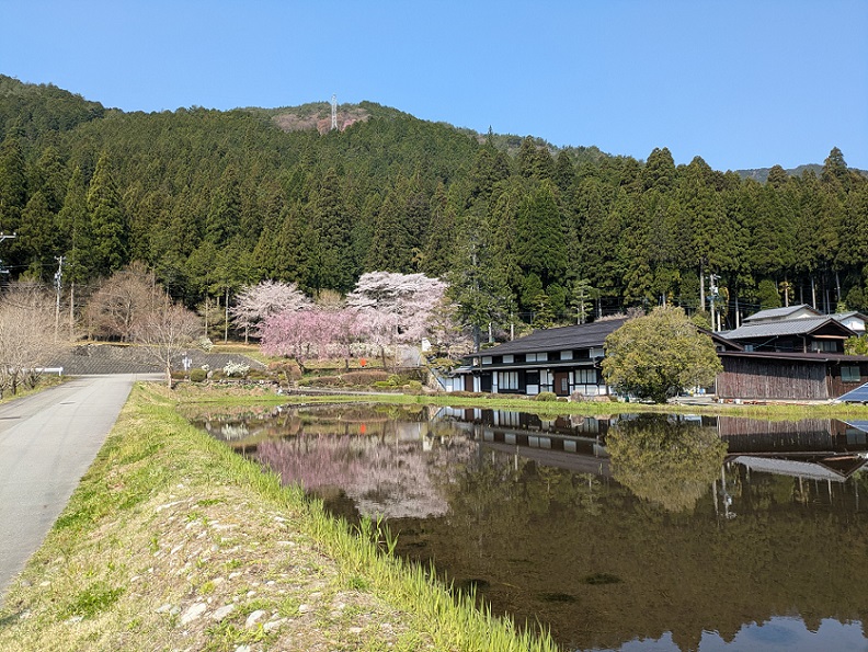 宮谷の桜咲いてます2025