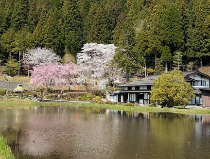 宮谷の桜咲いてます