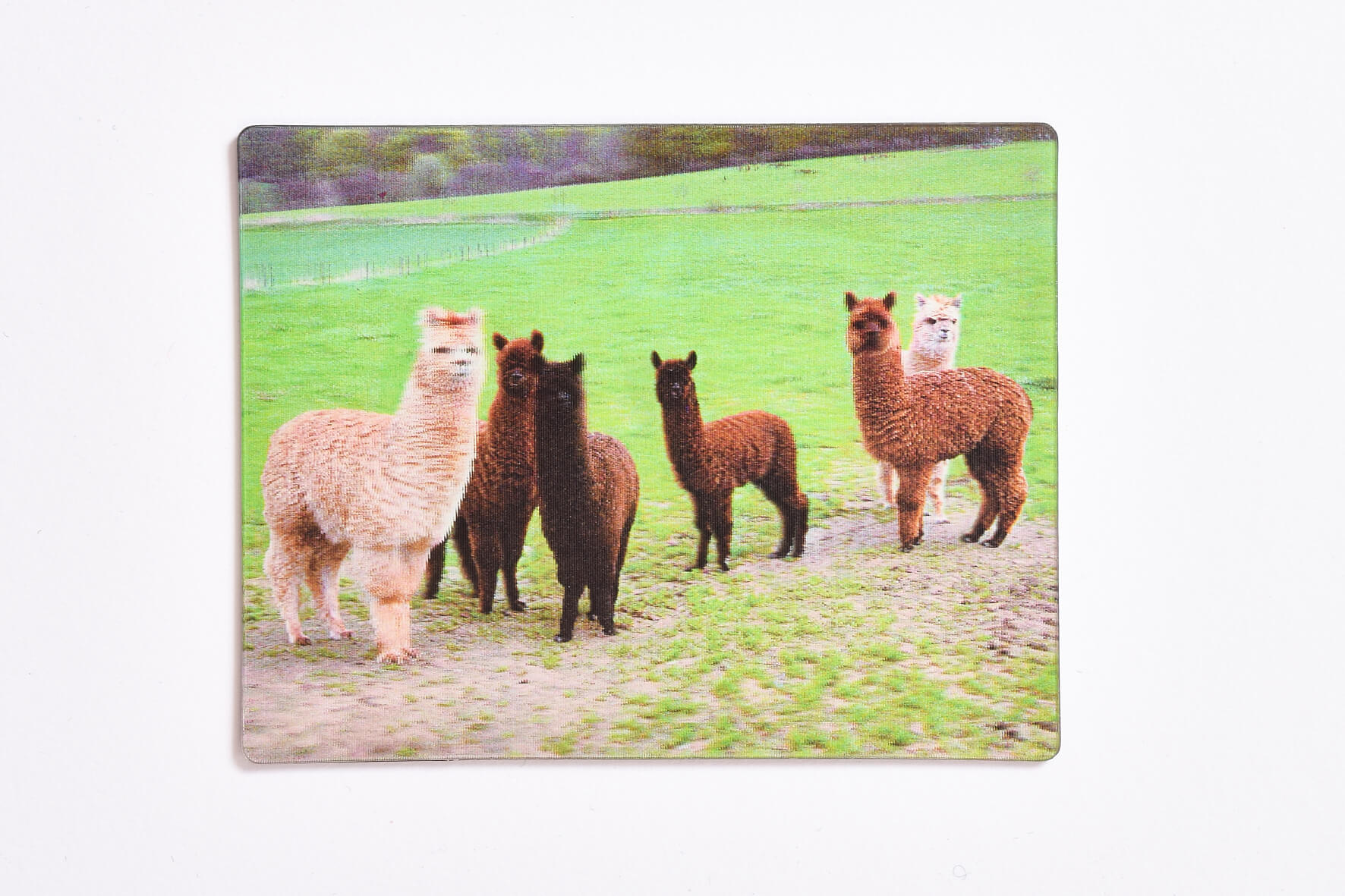 Ostseeshop Kaffee Tasse Mit Spruch Lustig Lama Alpaka Liebe Paare