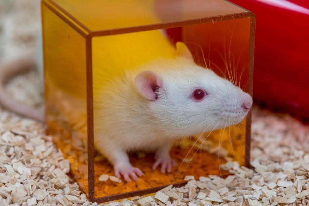Überbetriebliche Kurse Tierpfleger/in EFZ - SVBT - ASFSA
