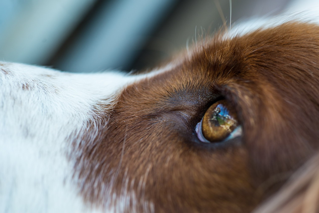 Überbetriebliche Kurse Tierpfleger/in EFZ - SVBT - ASFSA