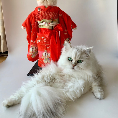 ほぼ必ず作品の写真撮影をジャマしに来る愛猫チンチラシルバーの「ぎんぎん」