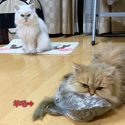 羊毛を枕にする愛猫チンチラゴールデンの「もかちゃん」