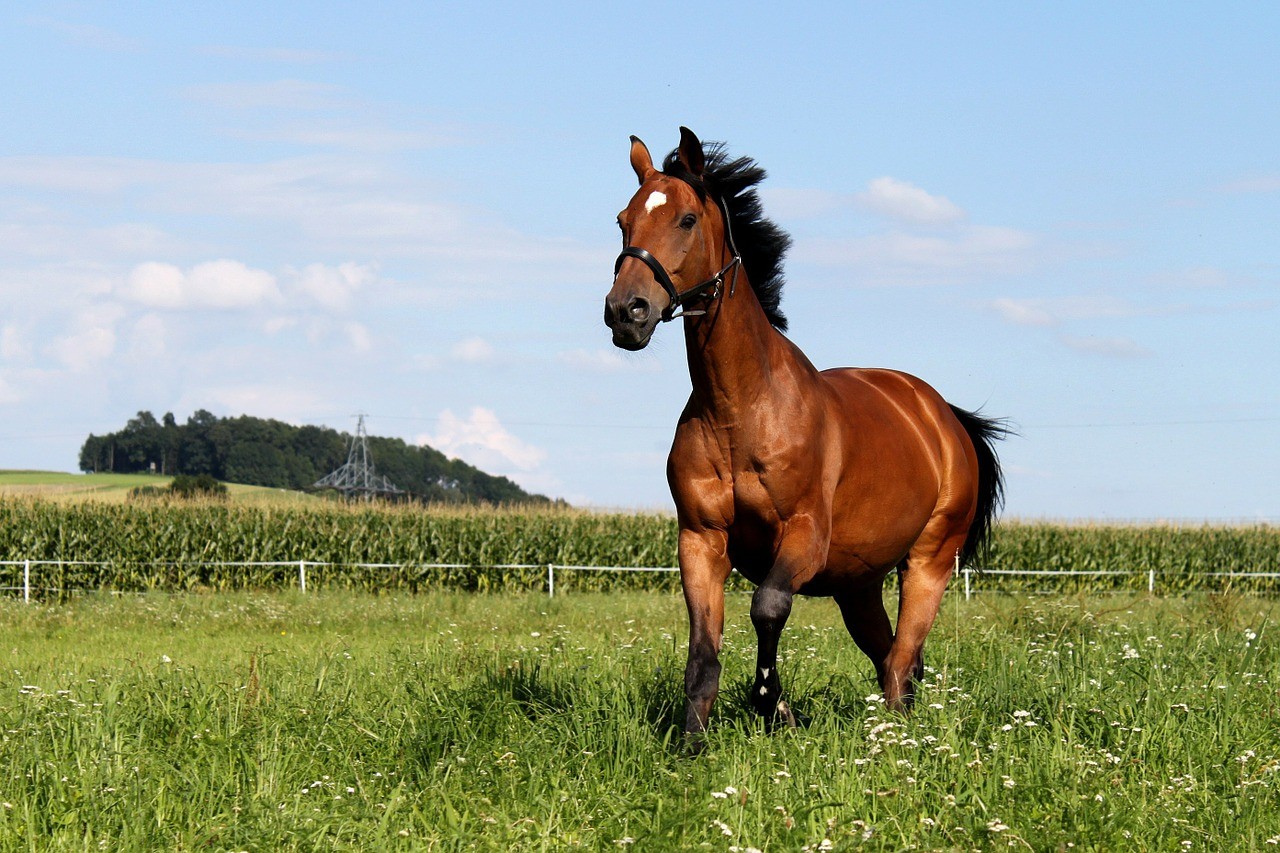 Fremdes pferd kennenlernen