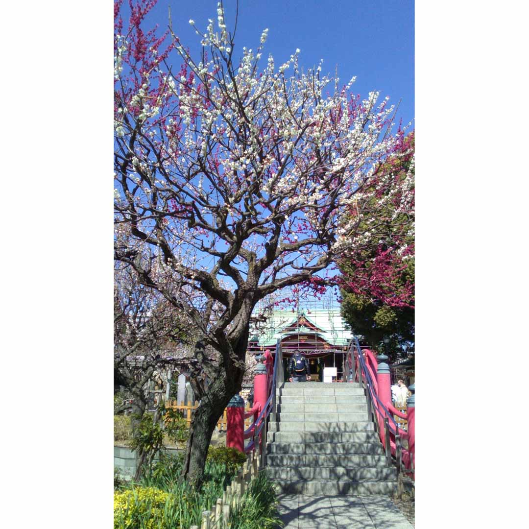 亀戸天神