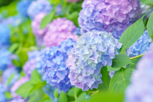 梅雨にオススメのヨガ