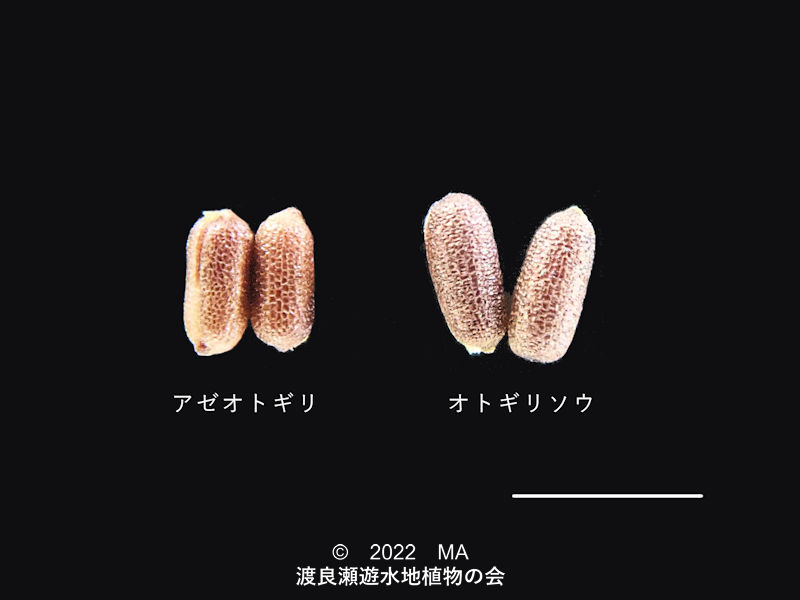 渡良瀬遊水地内のアゼオトギリ、オトギリソウ種子比較