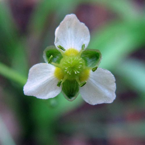 渡良瀬遊水地に生育するヘラオモダカの花の画像