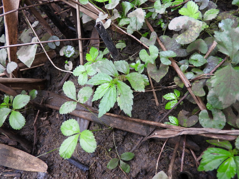 渡良瀬遊水地に生育するトキホコリの画像その２