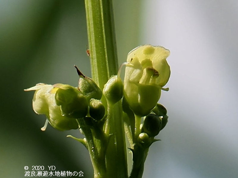 渡良瀬遊水地に生育するゴマノハグサの画像　花