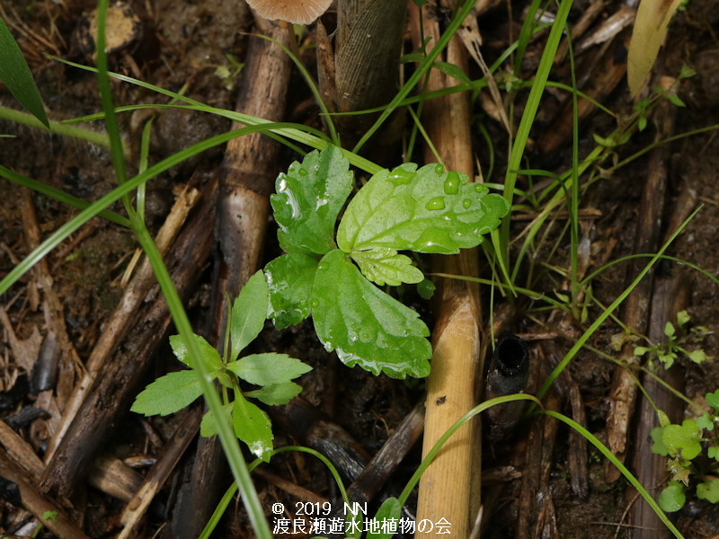 渡良瀬遊水地に生育する絶滅危惧種トキホコリの画像