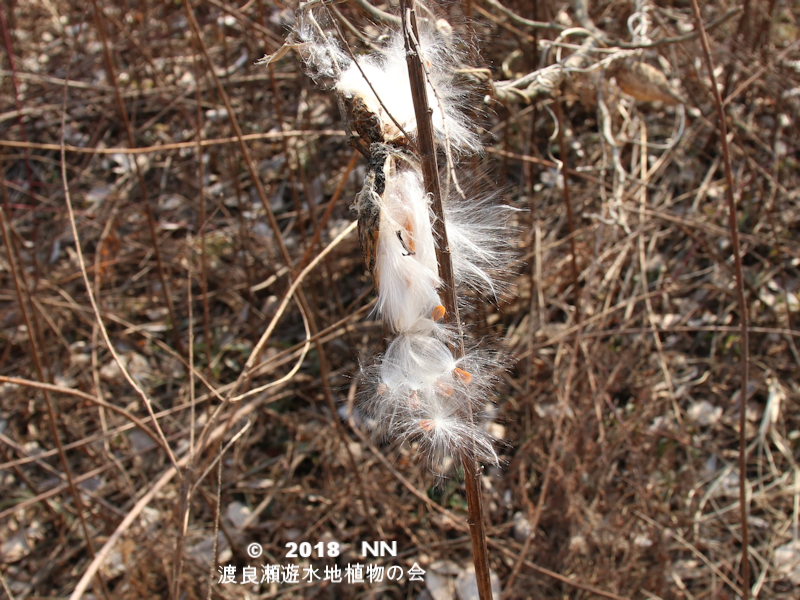 渡良瀬遊水地に生育するガガイモの種子の画像