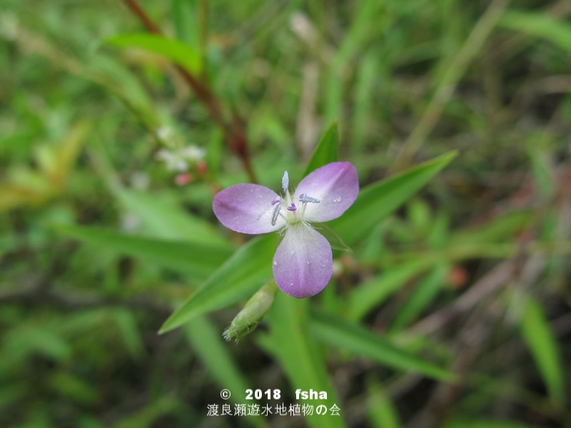 渡良瀬遊水地に生育するイボクサの全体画像（花）と説明文書