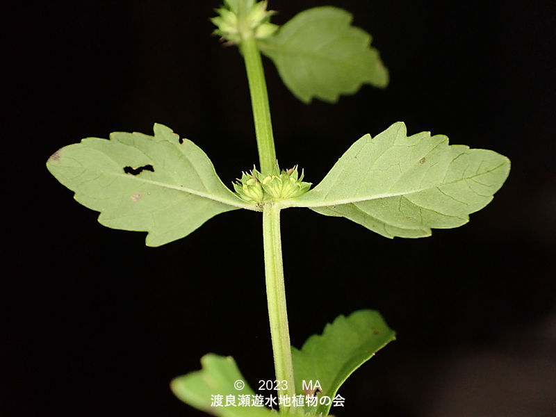 渡良瀬遊水地内のコシロネ茎葉