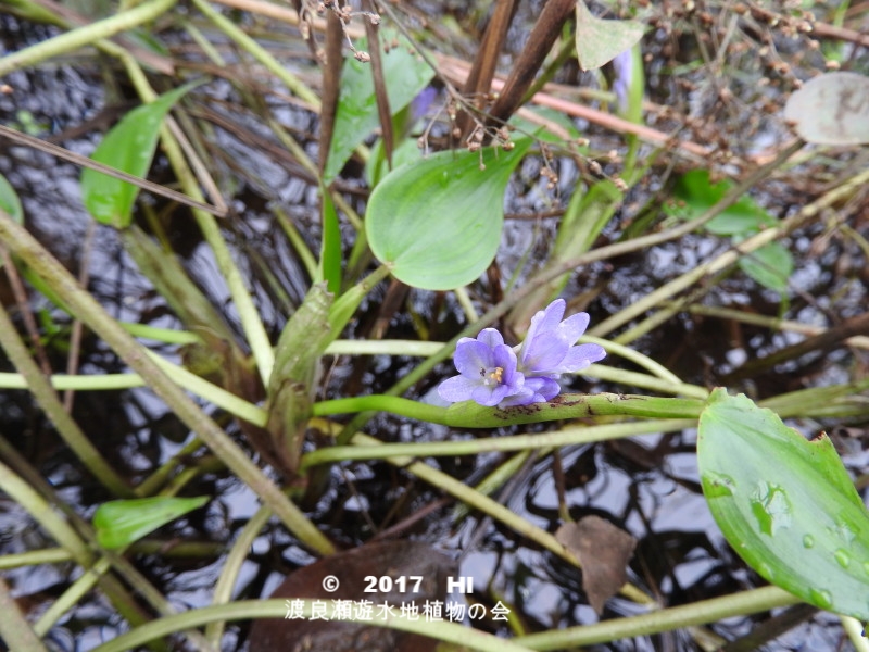 渡良瀬遊水地に生育するコナギの全体画像と説明文書」