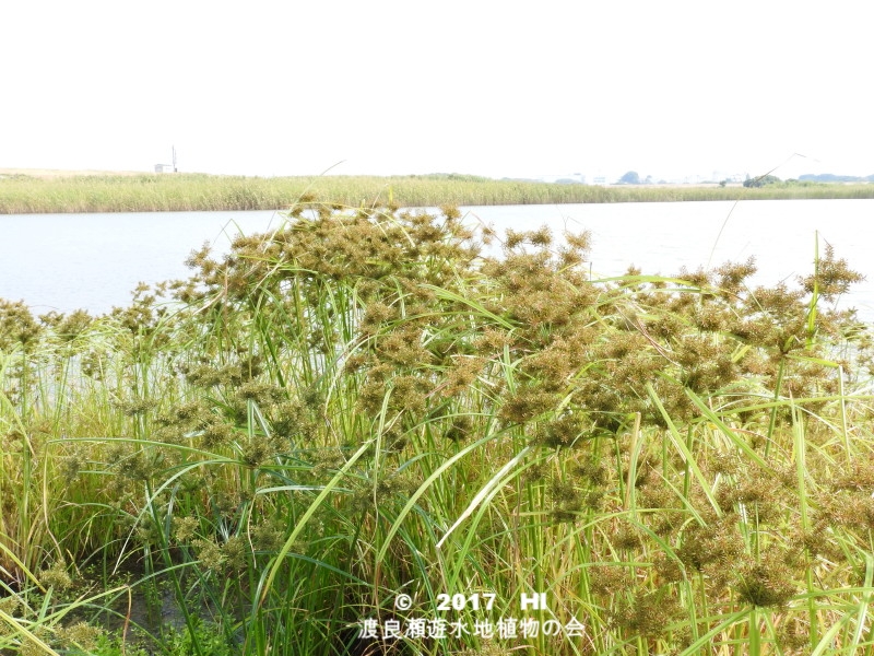 渡良瀬遊水地に生育するカンエンガヤツリの全体画像と説明文書