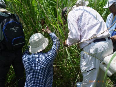 渡良瀬遊水地植物の会　調査会の様子