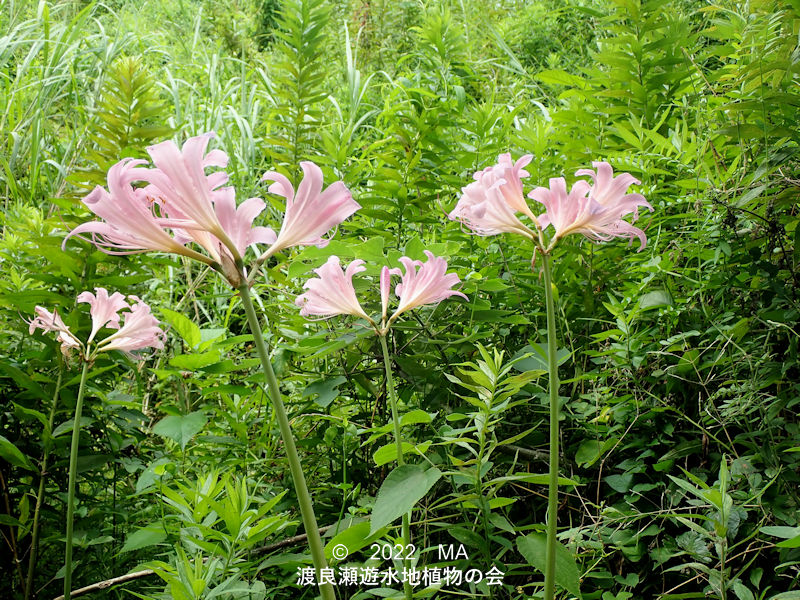 ナツズイセン パステル画 箱根長安寺 2010年11月21日 箱根仙石原の