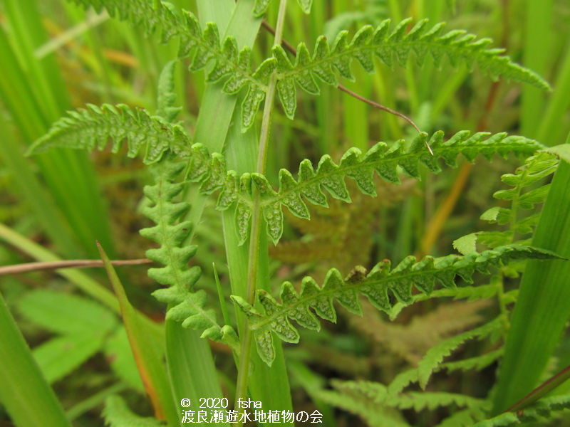 渡良瀬遊水地に生育するヒメシダの画像その２