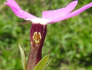 等花柱花