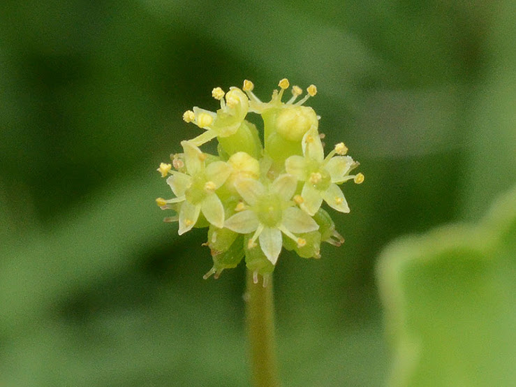 渡良瀬遊水地に生育しているオオチドメ（花）の画像