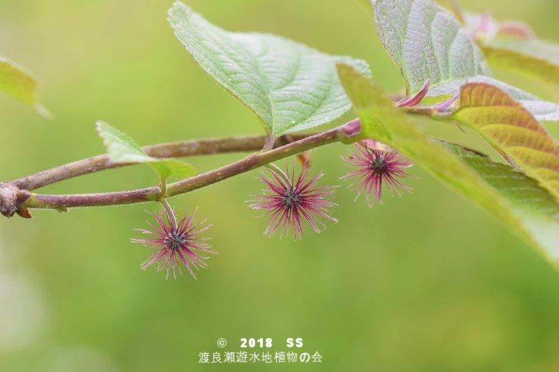 渡良瀬遊水地に生育しているヒメコウゾの全体画像と説明文書（雌花）