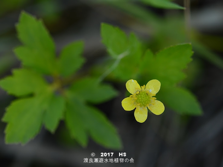 渡良瀬遊水地に生育するキツネノボタンの全体画像と説明文書