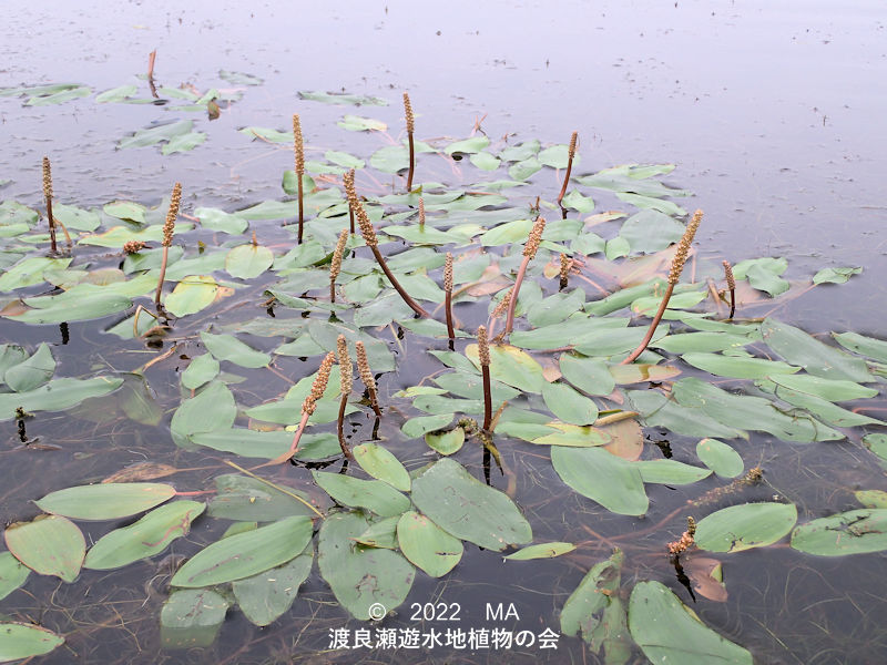 渡良瀬遊水地内のアイノコヒルムシロ