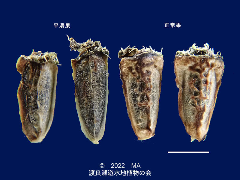 渡良瀬遊水地内のタカサブロウ種子異型