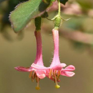 ミヤマウグイスカグラ - 渡良瀬遊水地植物の会