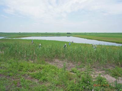 渡良瀬遊水地植物の会　調査会の様子