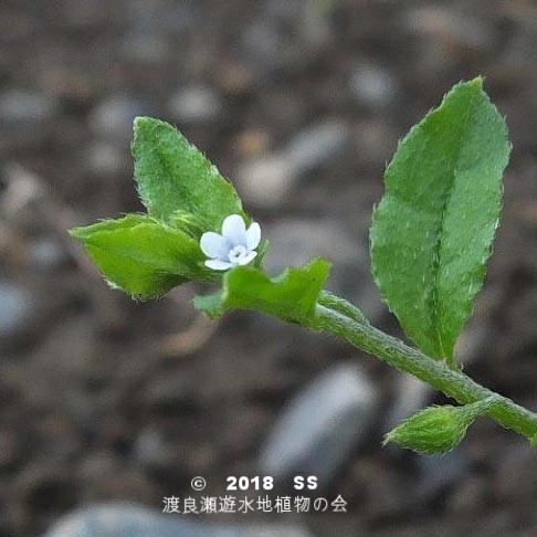 渡良瀬遊水地に生育するハナイバナの画像その２