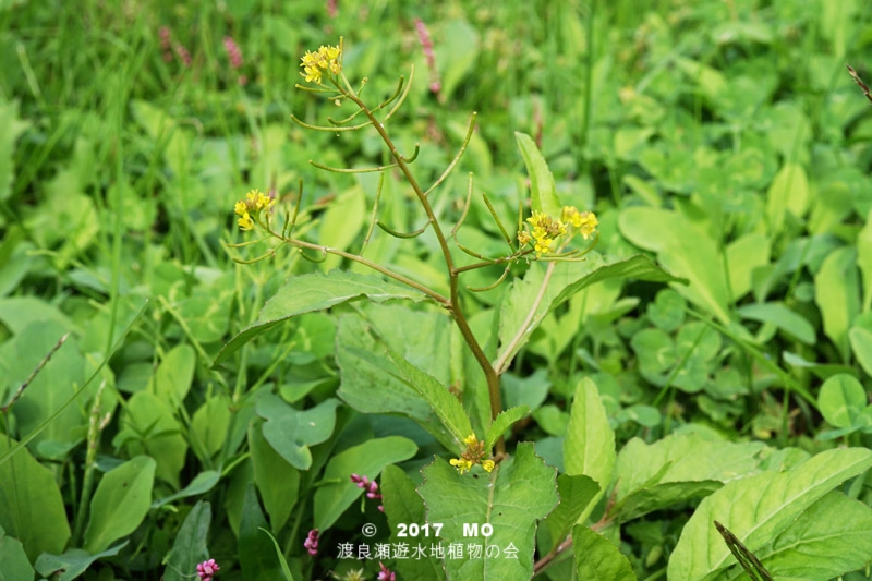 渡良瀬遊水地に生育するイヌガラシの全体画像と説明文書