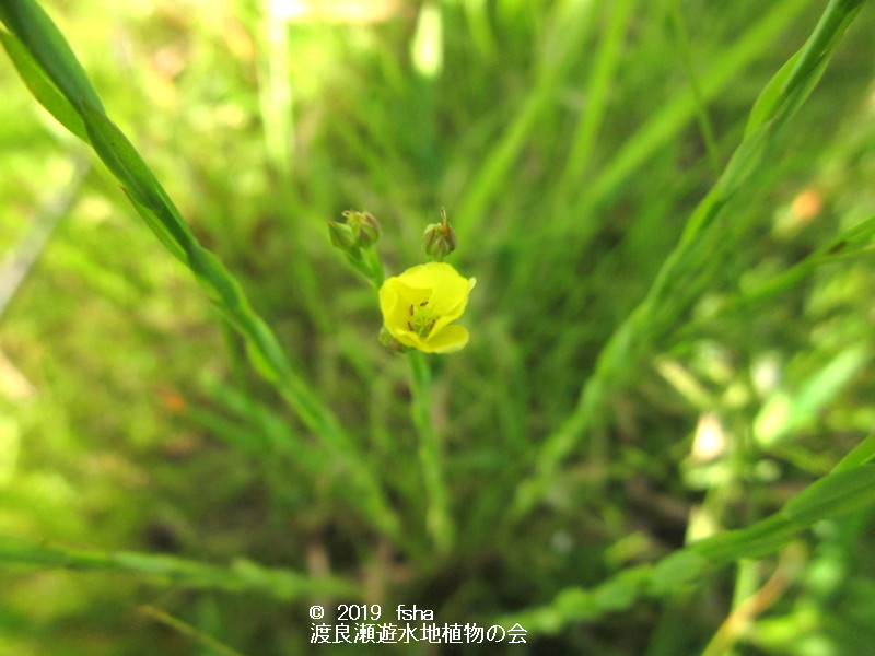 渡良瀬遊水地に咲くキバナノマツバニンジンの画像（花）