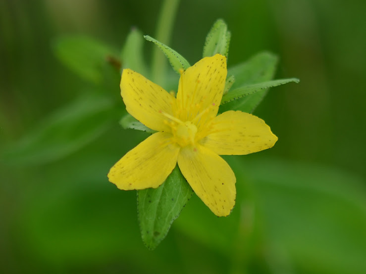 渡良瀬遊水地に生育しているアゼオトギリの花の画像