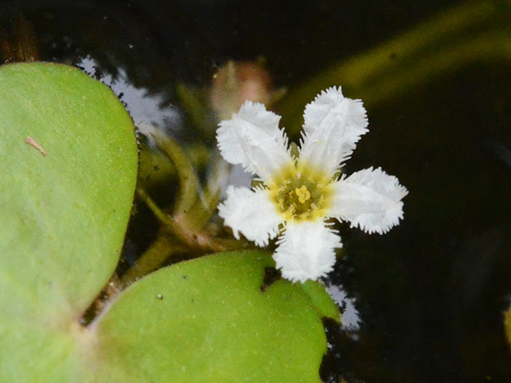 渡良瀬遊水地に生育するヒメシロアサザ（花）の画像