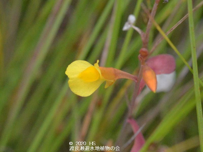 渡良瀬遊水地に生育しているミミカキグサ（花）の画像