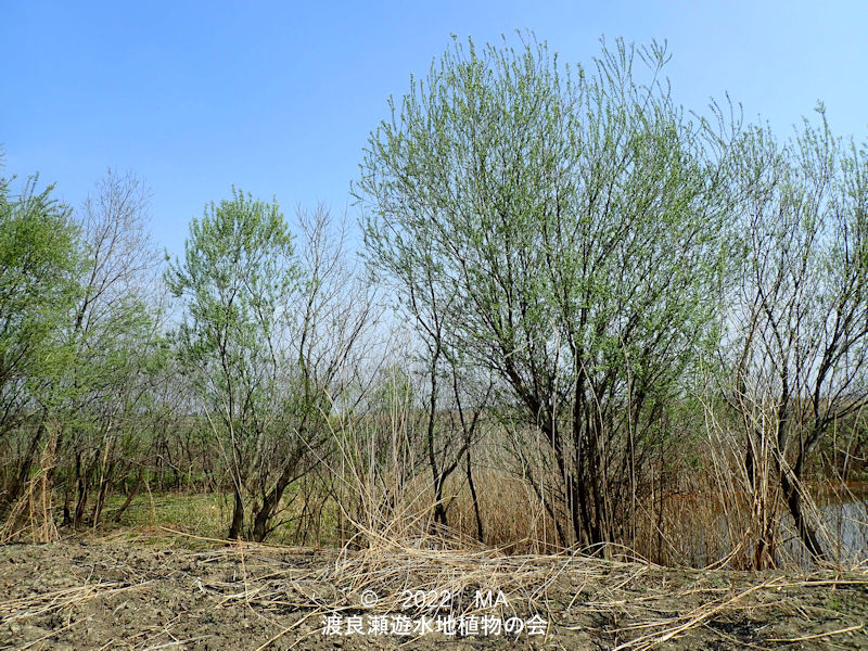 渡良瀬遊水地内のカワヤナギ全景