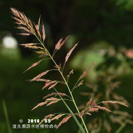 渡良瀬遊水地に生育しているセイバンモロコシの画像